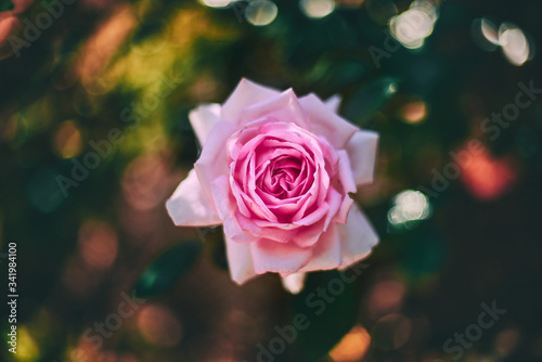 delicate and elegant pink rose blooming