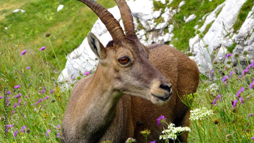 Ibex in the mountains. 
