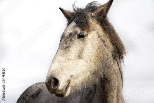 Beautiful grey horse loking like a donkey, as she pulls a funny face.
