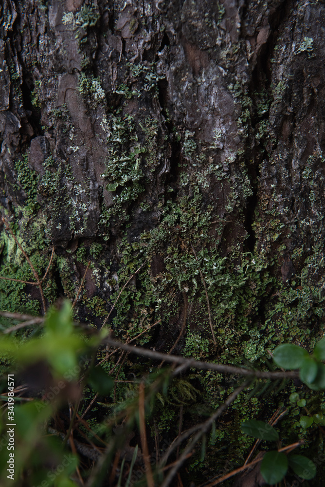 Macrophotography. Moss and lichen. Macrophotography. Moss and lichen.
