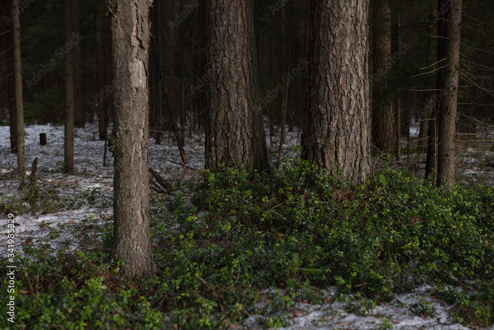 Fototapeta premium Thawed patch with bushes of cranberries on it.