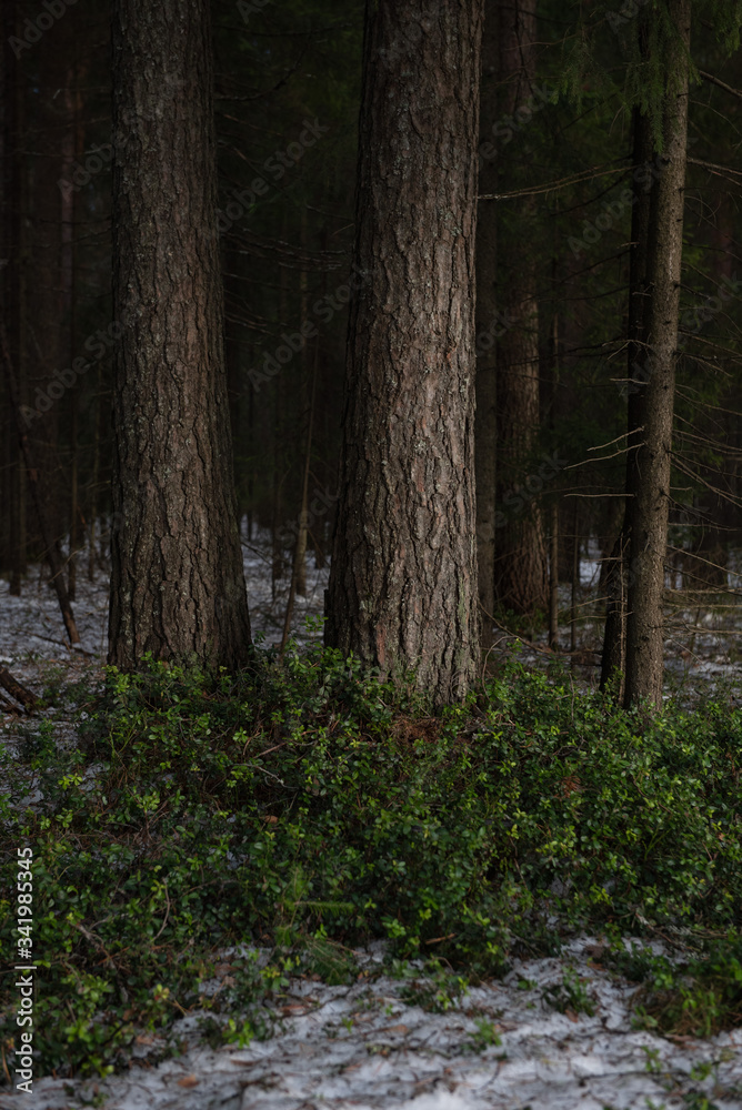 Naklejka premium Thawed patch with bushes of cranberries on it.