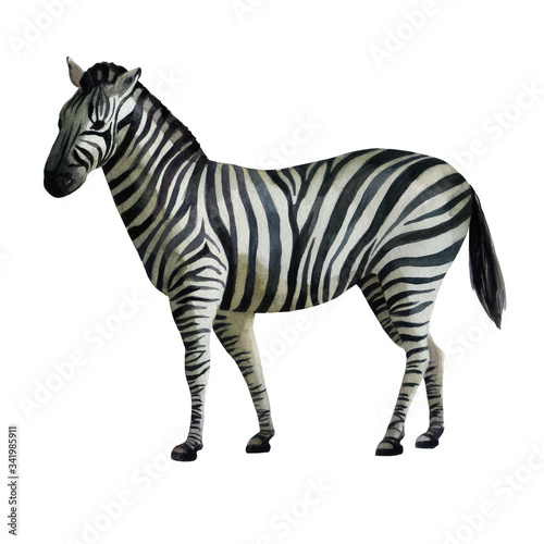 Watercolor illustration. Zebra standing on the side.
