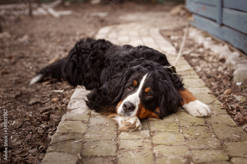 sad big dog lies on stones near house photo