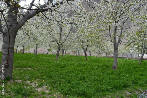 Cheery Blossom in Khanaabad, Hunza