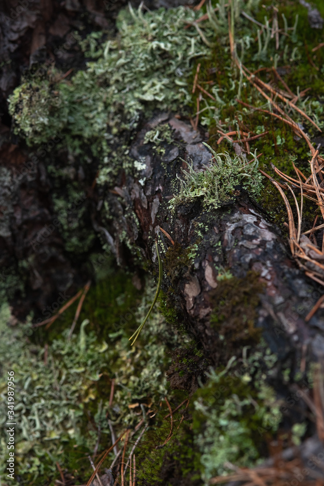 Macrophotography. Moss and lichen. Macrophotography. Moss and lichen.