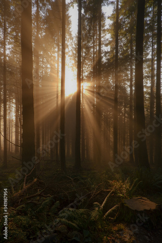 Sun flare in the forest