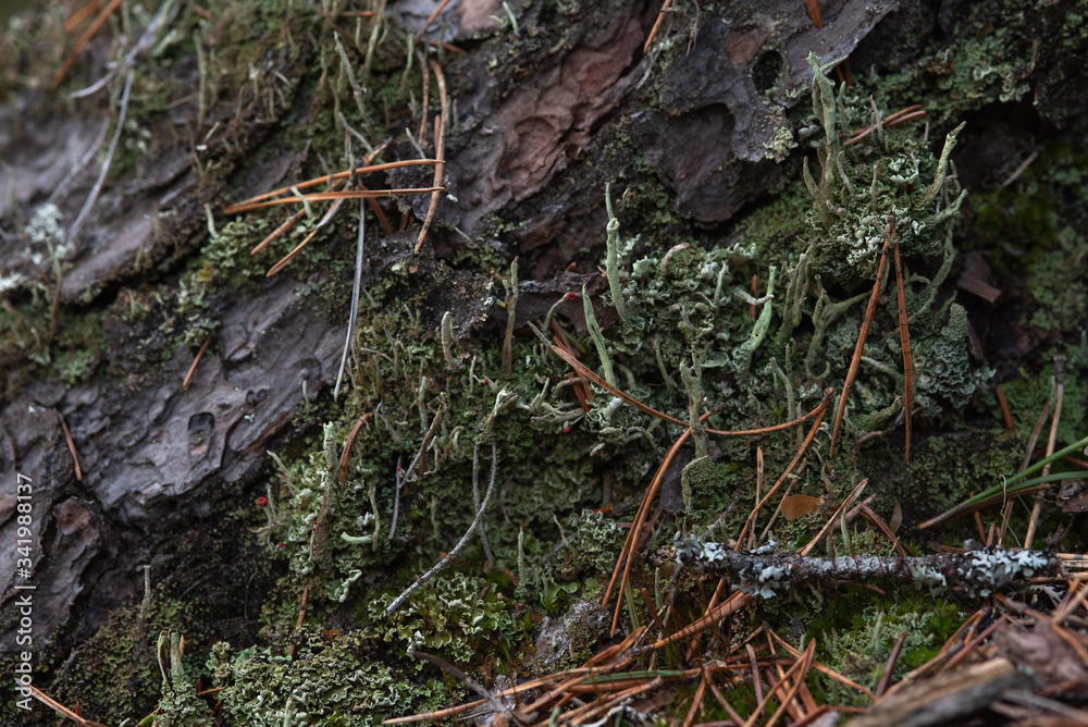 Macrophotography. Moss and lichen. Macrophotography. Moss and lichen.