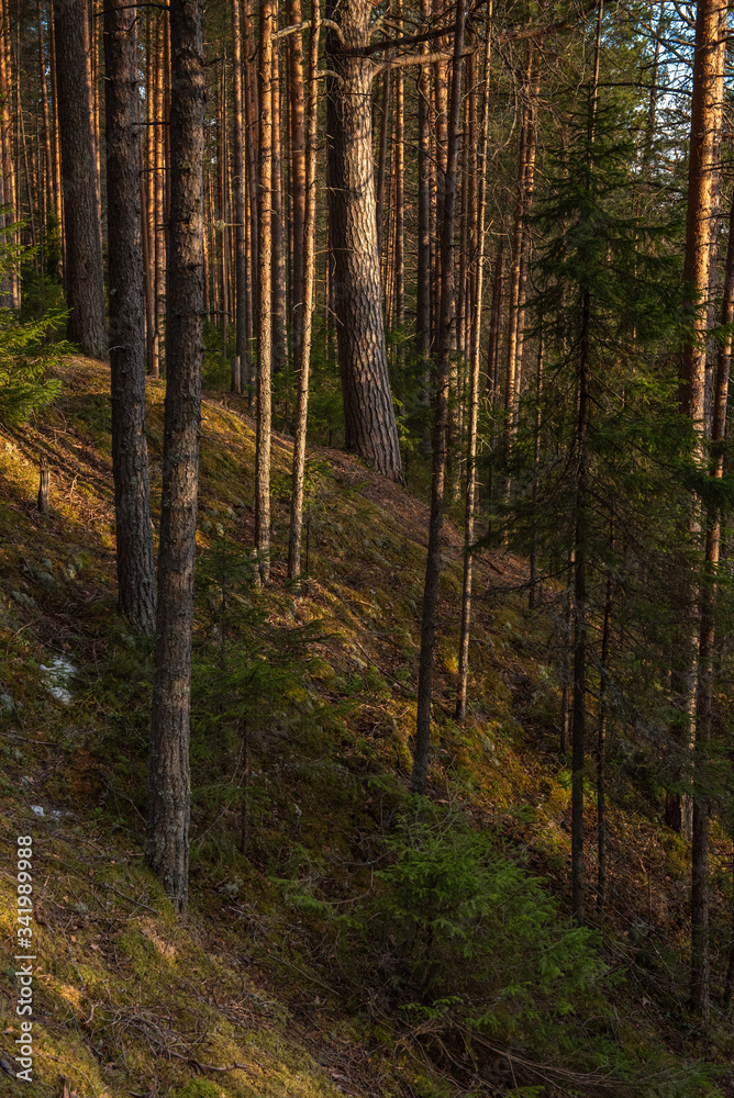 Obraz premium Spring forest at warm sunset.