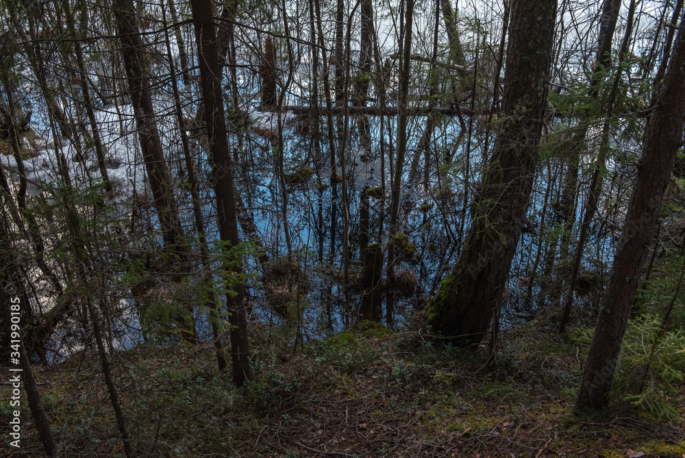 The shore of the forest lake in the spring The shore of the forest lake in the spring