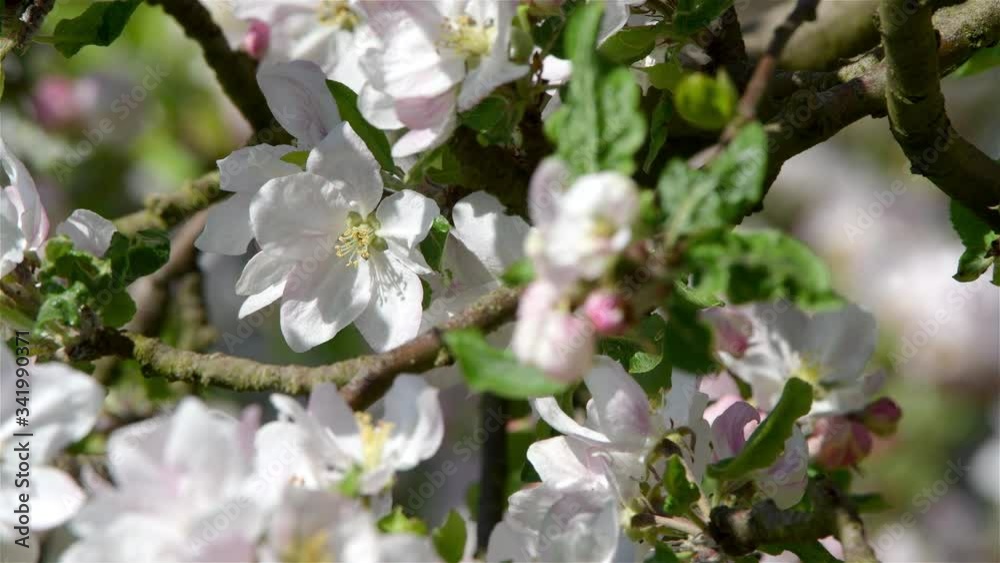 Blossoming of apple flowers in spring time with green leaves, natural floral seasonal background Blossoming of apple flowers in spring time with green leaves, natural floral seasonal background