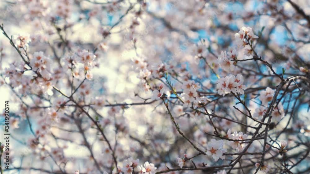 White cherry blossoms swaying in the spring breeze. Natural background. White cherry blossoms swaying in the spring breeze. Natural background.