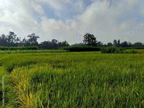 Beautiful view rice field with natural background