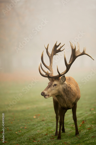 Beautiful image of red deer stag in foggy autumn colorful park image
