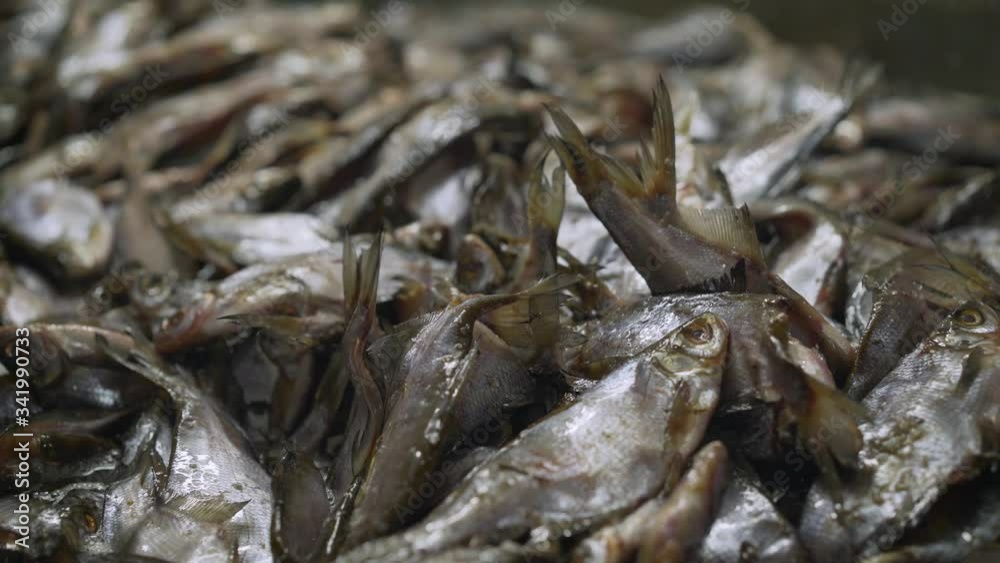 The process of salting fish in a fish factory. The process of dried fish. salting fish The process of salting fish in a fish factory. The process of dried fish. salting fish