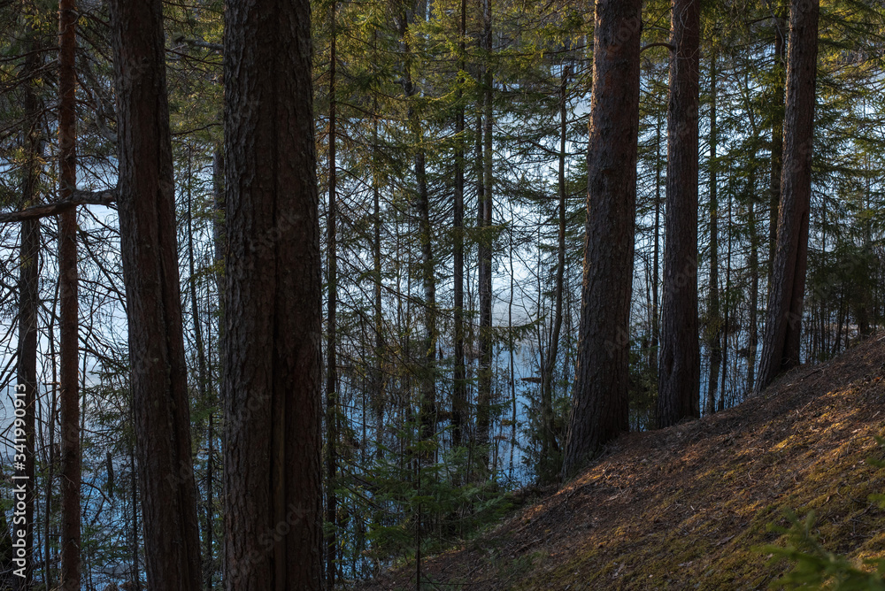 Obraz premium The shore of the forest lake in the spring
