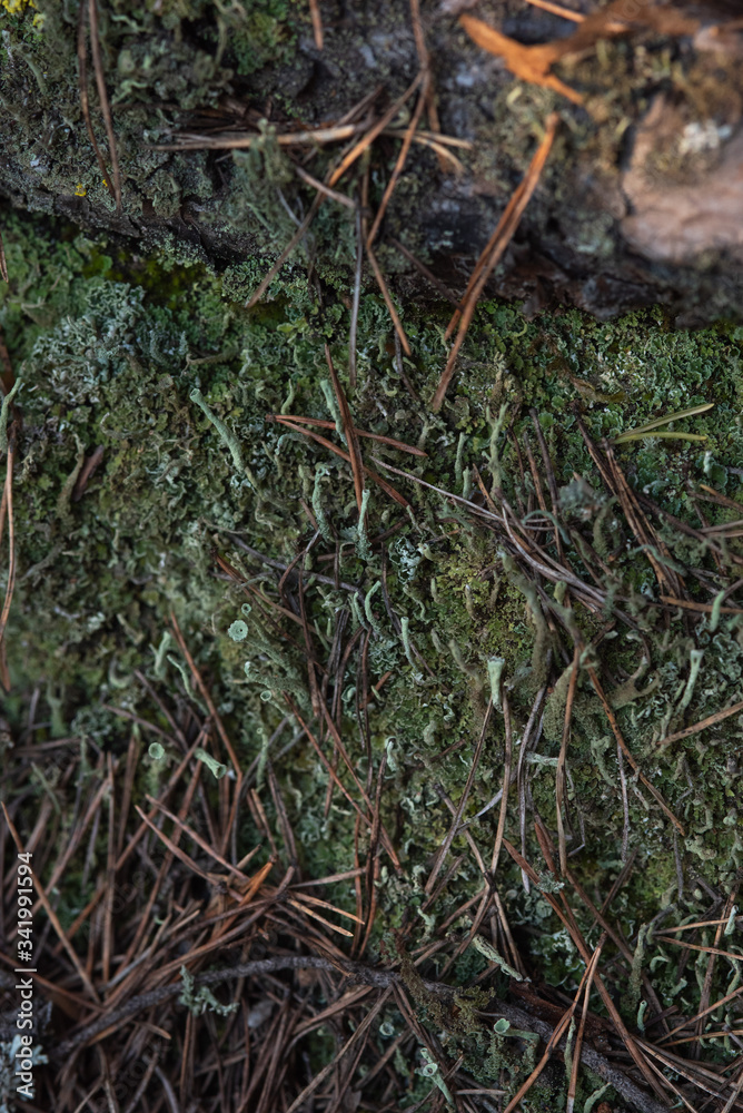 Macrophotography. Moss and lichen.