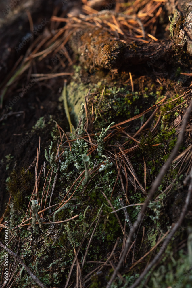 Macrophotography. Moss and lichen. Macrophotography. Moss and lichen.