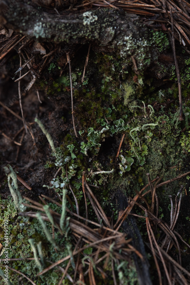 Macrophotography. Moss and lichen. Macrophotography. Moss and lichen.