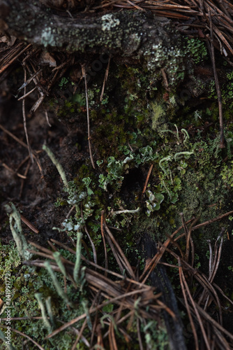 Macrophotography. Moss and lichen.