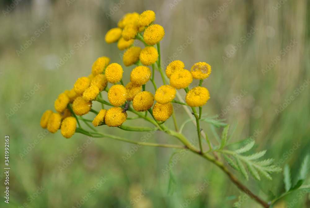 Obraz premium tansy summer yellow flower on a green background close up 