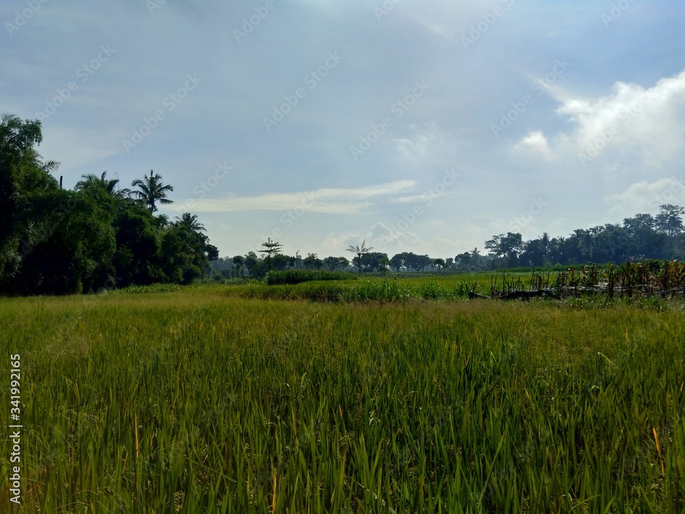 Beautiful view rice field with natural background Beautiful view rice field with natural background