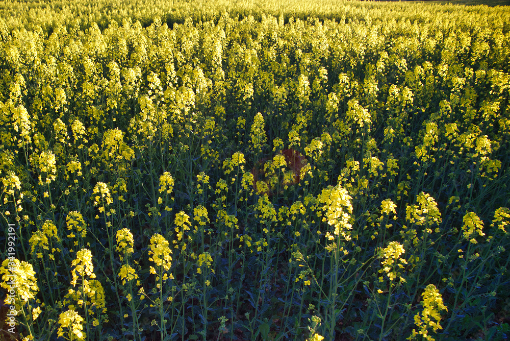 Obraz premium field of yellow seed