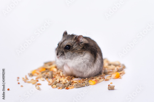 Hamster eats food. White background. Selective focus