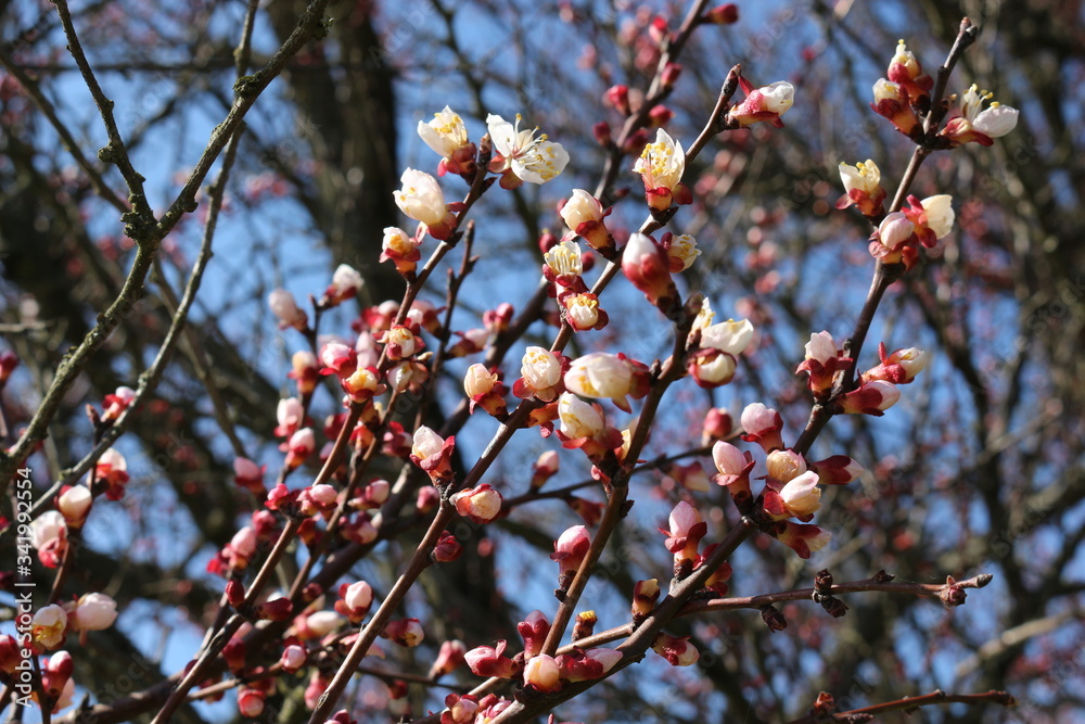 Apricot tree branches strewn with buds and white flowers on a sunny day in early spring Apricot tree branches strewn with buds and white flowers on a sunny day in early spring