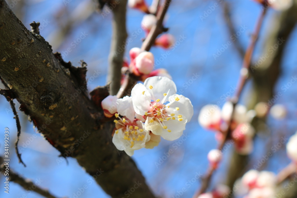 Apricot tree branches strewn with buds and white flowers on a sunny day in early spring Apricot tree branches strewn with buds and white flowers on a sunny day in early spring