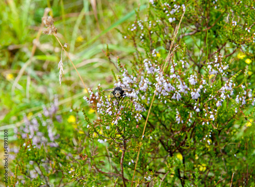 Heathland on a summer time