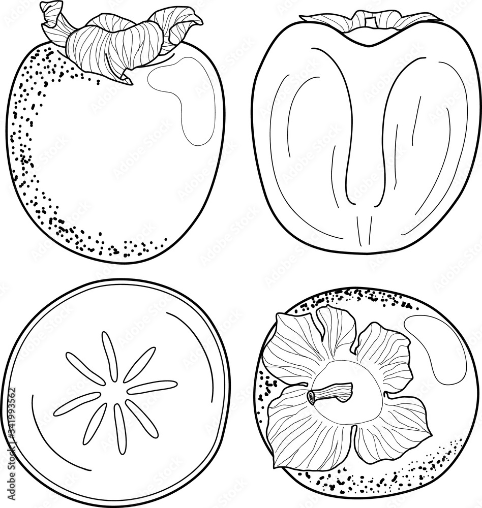 Fototapeta premium Outline set of Persimmon fruit vector icons for web design isolated on white background