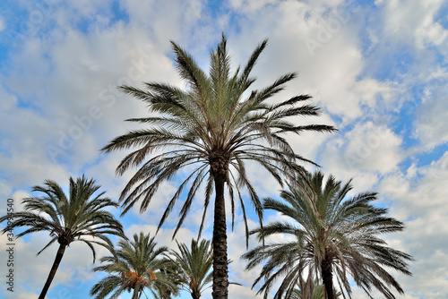 palmera mirando hacia el cielo con nubes blancas  puerto Banús Marbella Andalucía España © JOSE ANTONIO