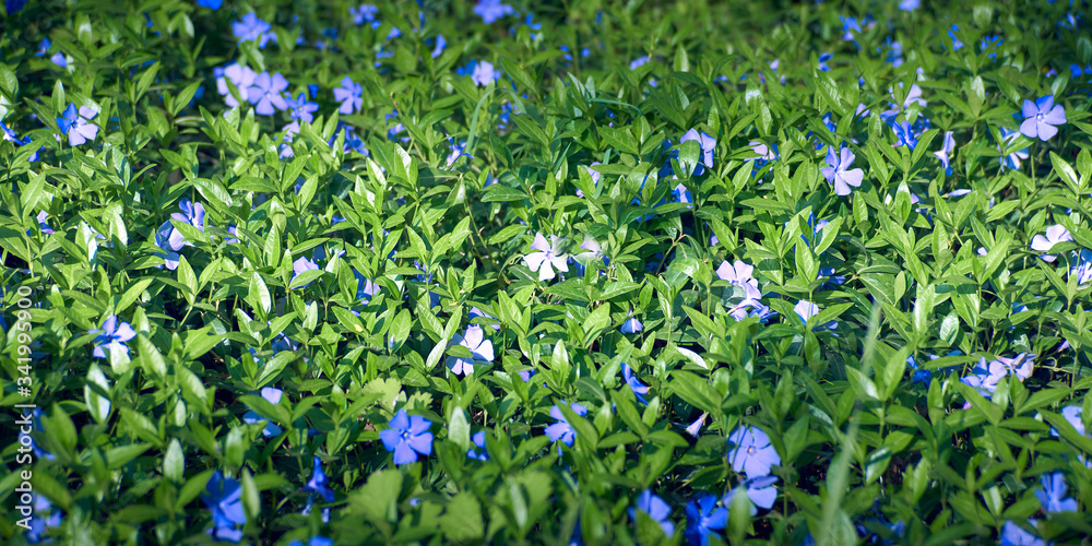 Blue flowers meadow natural background Top view
