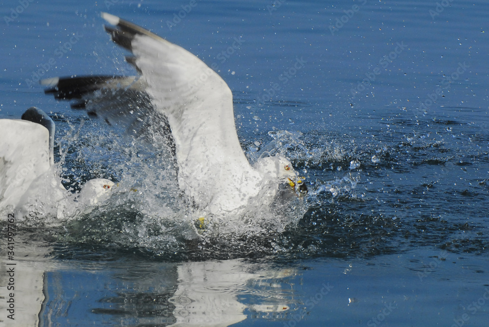 Naklejka premium Seagulls fishing. Gallipoli, Canakkale / Turkey.