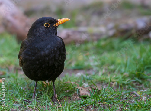 blackbird on the grass © Mandy