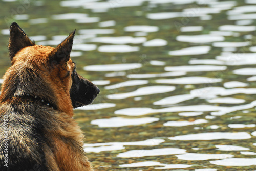 Floating dog. Gallipoli, Canakkale / Turkey.