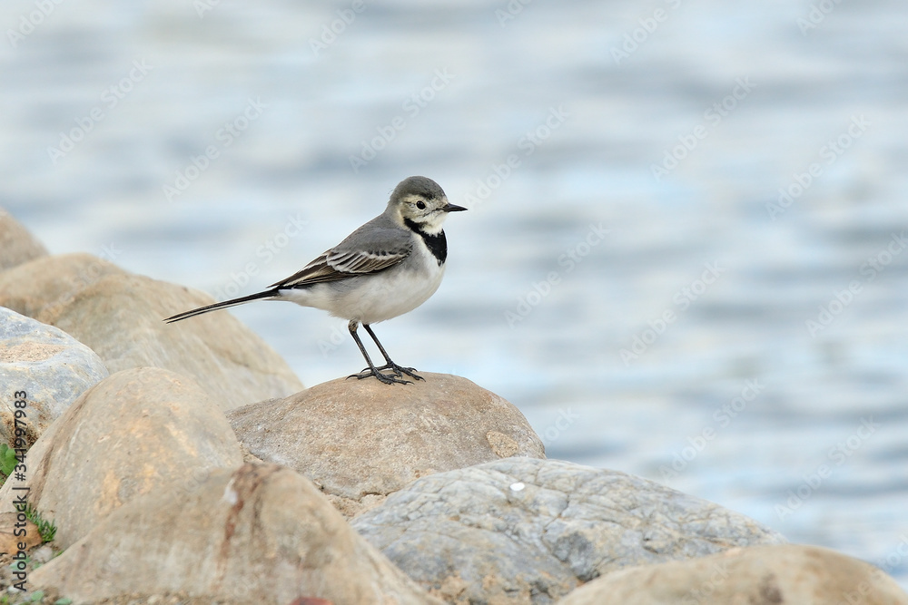 lavandera blanca en una piedra en el borde del estanque (Motacilla alba) Marbella Andalucía España lavandera blanca en una piedra en el borde del estanque (Motacilla alba) Marbella Andalucía España