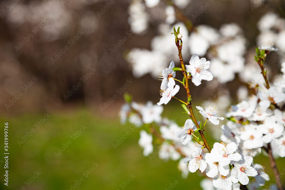 Blooming cherry branch.