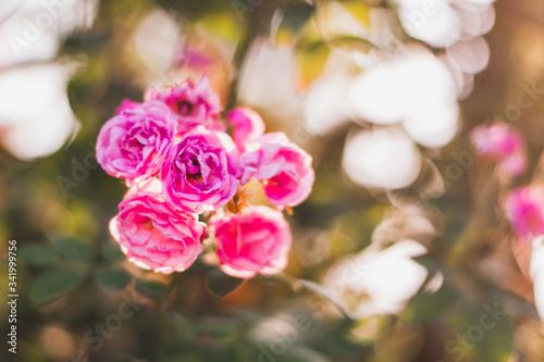 pink rose bush