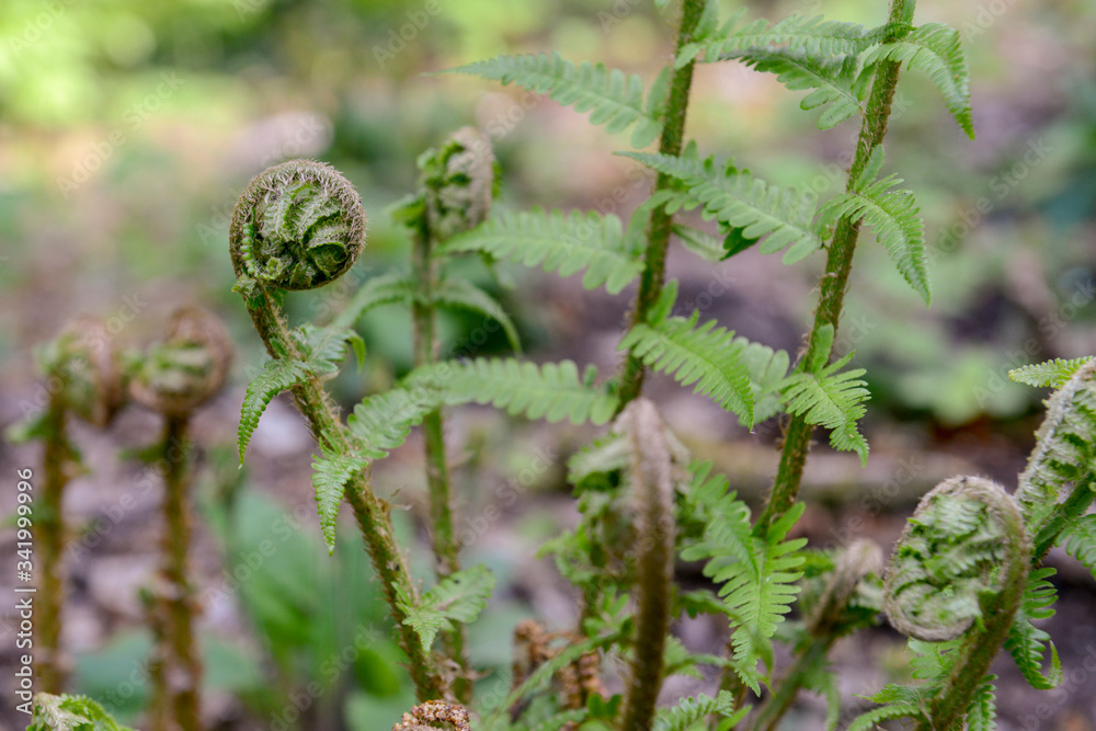 Curled leaves of a unique fern
