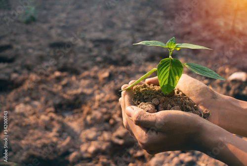 Plant in hands.Young man carrying plant and planted a plant in to the soil on land back ground.field,land,hope,Global warming.Photo concept save world and ecology. 