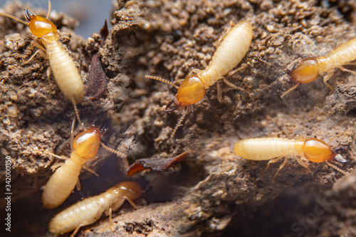 Group of the small termite on decaying timber. The termite on the ground is searching for food to feed the larvae in the cavity.