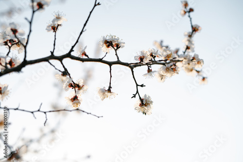 Beautiful floral spring abstract background of nature.Branches of blossoming apricot macro with soft focus on gentle light blue sky background. For easter and spring greeting cards with copy space