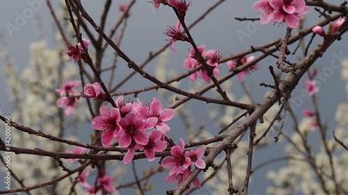 Spring branch of peach tree, latin name Prunus Persica, with beautiful pink flowers, storm cloudy skies and white apple tree flowers in background. 