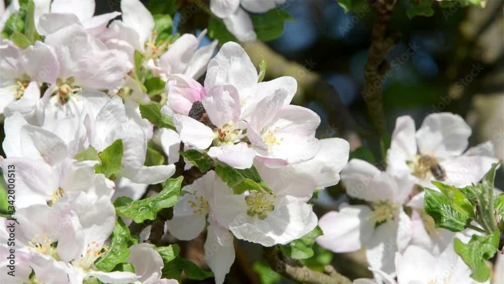 Blossoming of apple flowers in spring time with green leaves, natural floral seasonal background Blossoming of apple flowers in spring time with green leaves, natural floral seasonal background