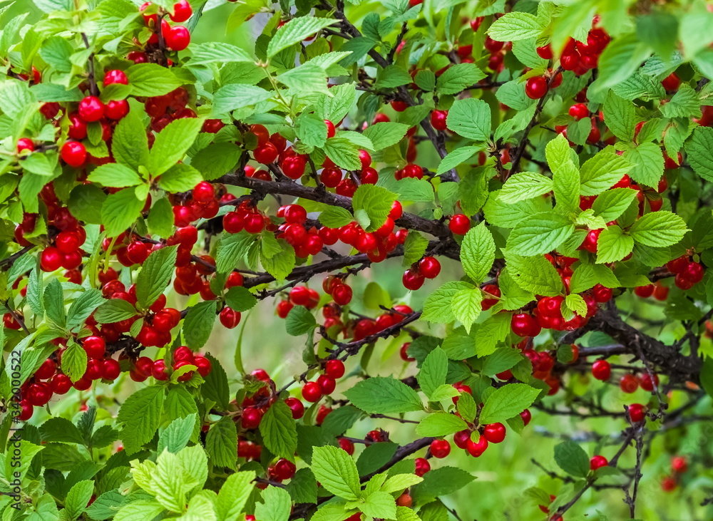Felt cherry berries and green leaves on branches close up on the background of greenery in summer