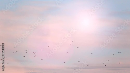 Flock of birds flying with blue sky and sunlight in the background. Tranquil nature scene. Concept of freedom and travel.