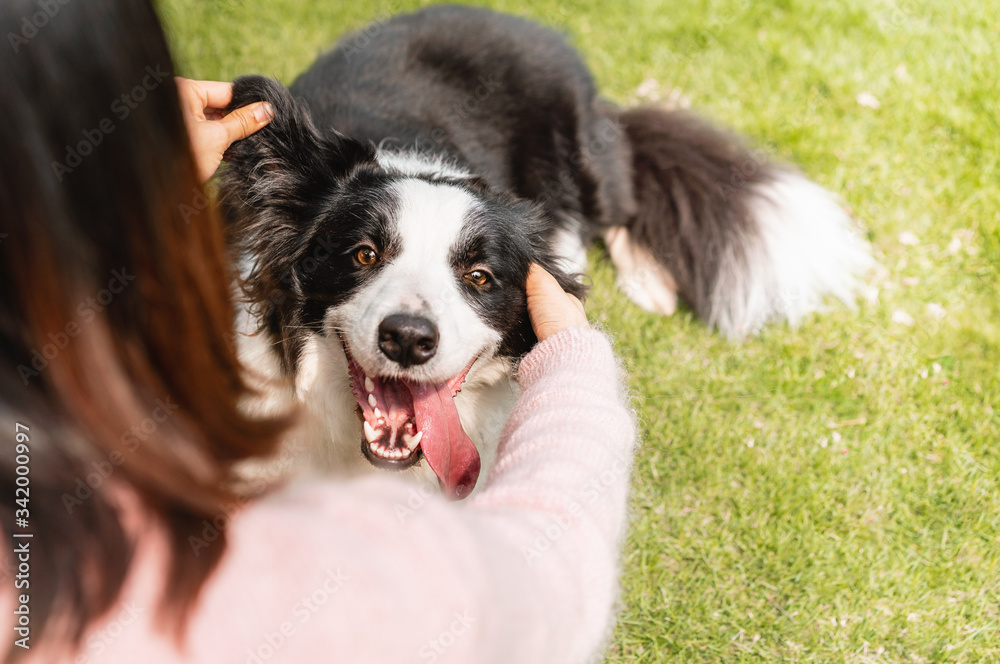Border Collie is making grimace to its owner
