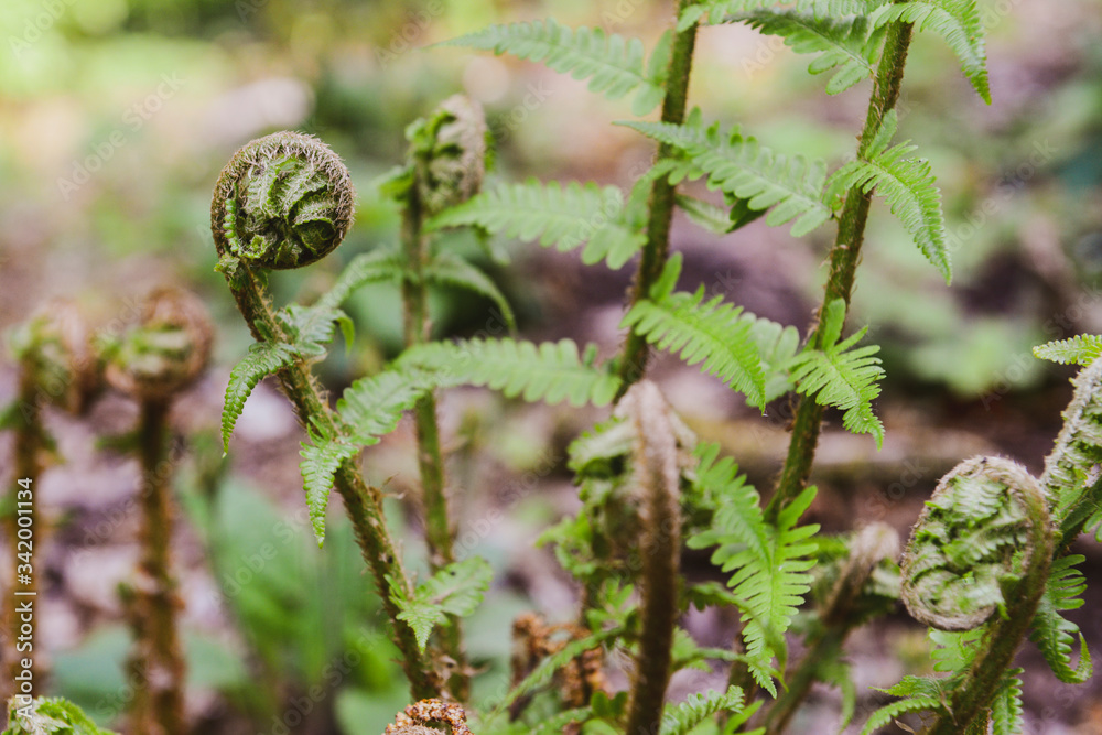 Curled leaves of a unique fern
Curled leaves of a unique fern